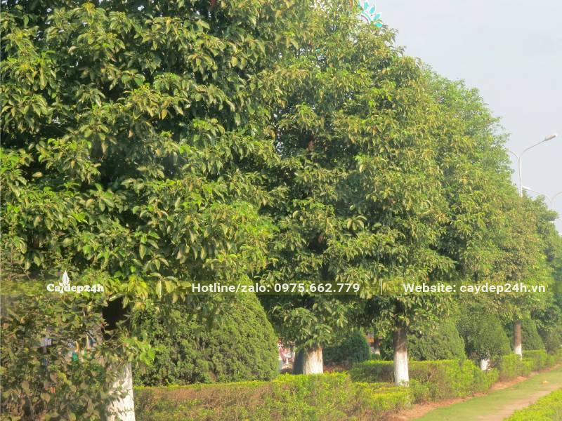 Hàng cây Long Não lâu năm trên một tuyến đường lớn ở Hải Phòng