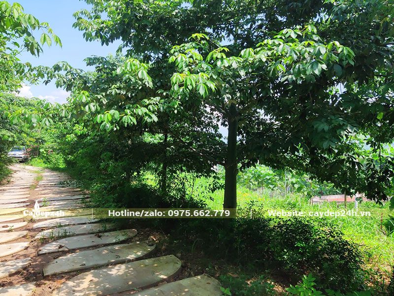 Trồng hàng Mỹ Nhân công trình kích thước lớn, tán lá vươn rộng, xum xuê tạo bóng mát tuyệt vời