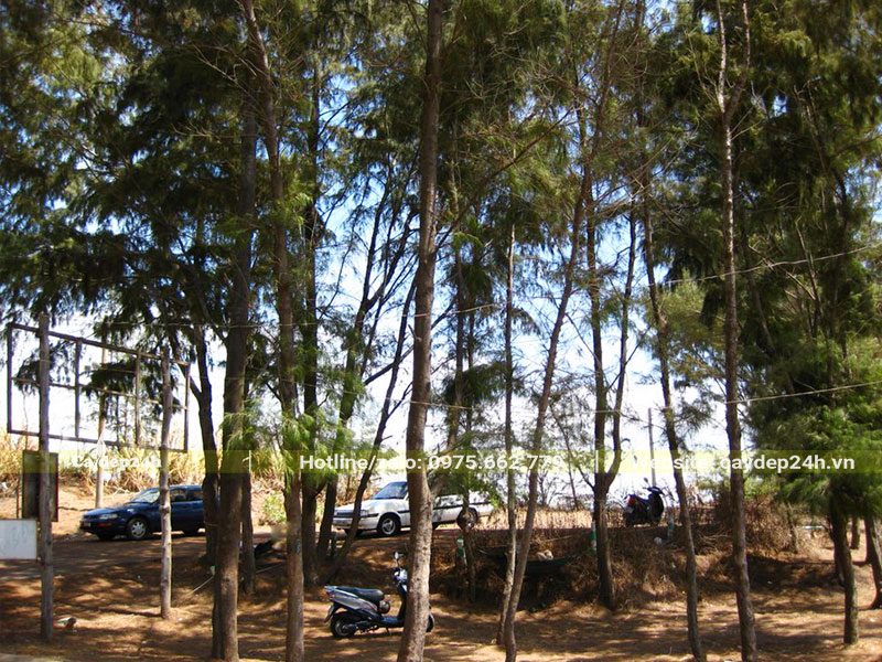 Rừng Phi Lao lâu năm, đk gốc từ 8 - 12cm