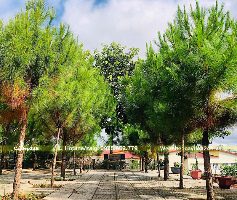 Những hàng cây Thông Caribe trồng bên cạnh lối đi, đẹp và bắt mắt