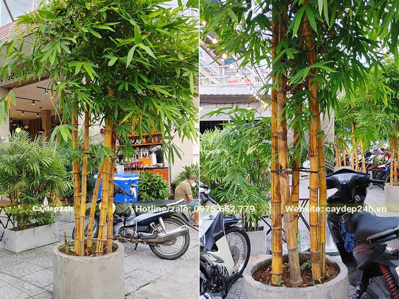 Tre vàng trồng trong chậu để trang trí quán cafe