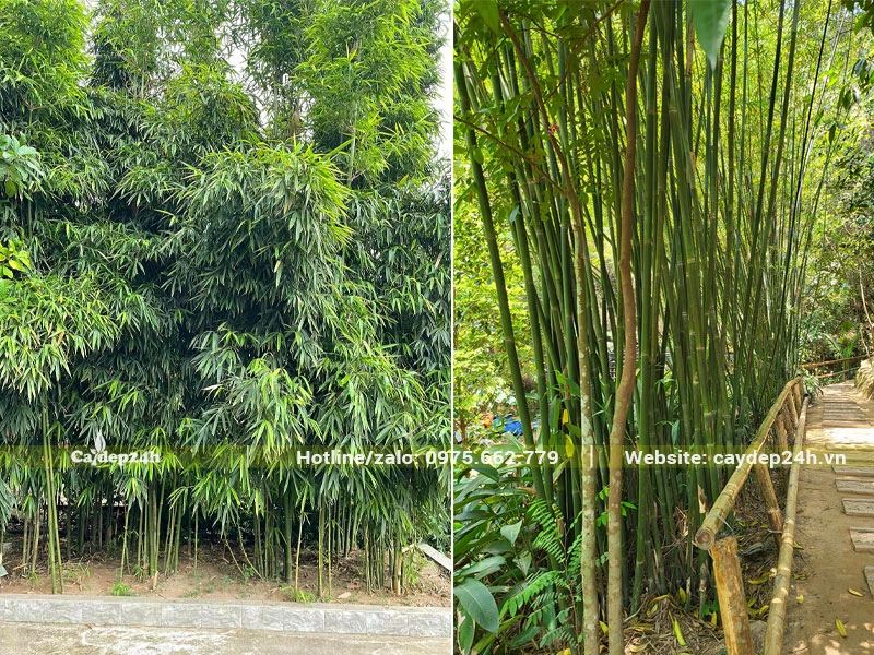 Những bụi cây Trúc Cần Câu trồng làm cảnh trong công viên