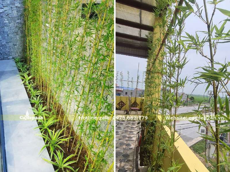 Trồng cây Trúc Quân Tử thành hàng theo bờ tường hoặc theo lan can ban công, sân thượng