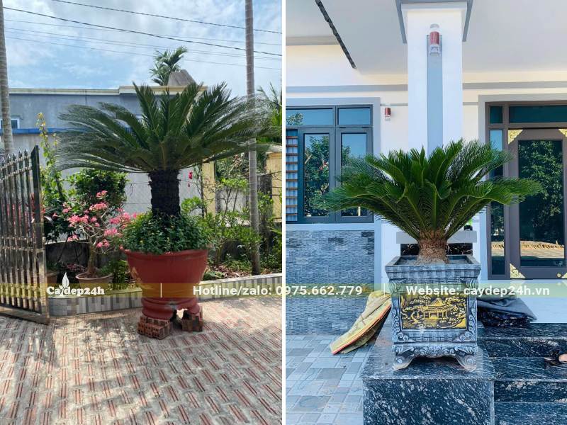 Cây Vạn Tuế trồng chậu trang trí trước nhà biệt thự