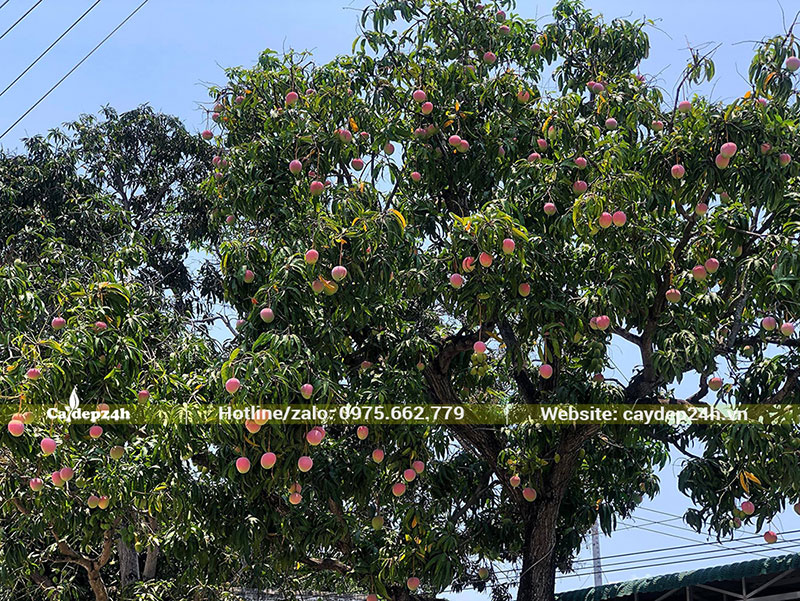 Cây Xoài Úc lâu năm tán tỏa rộng, quả sai trĩu cành