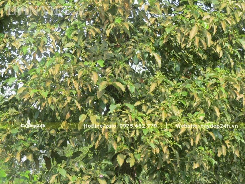 Tán lá của cây Long Não lâu năm