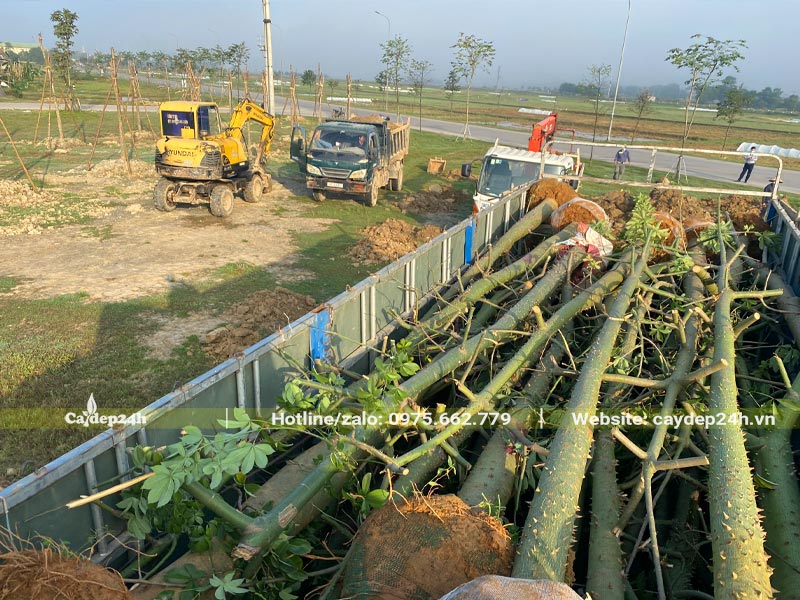 Tập kết số lượng lớn cây Mỹ Nhân để trồng cho khu hồ điều hòa tại Hà Tĩnh