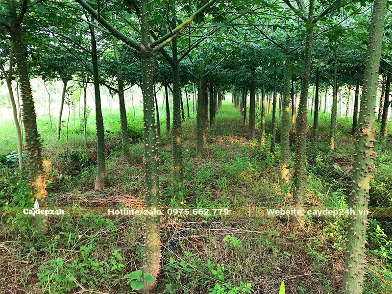 Vườn cây giống Mỹ Nhân đang phát triển tán cành, đk gốc 5cm