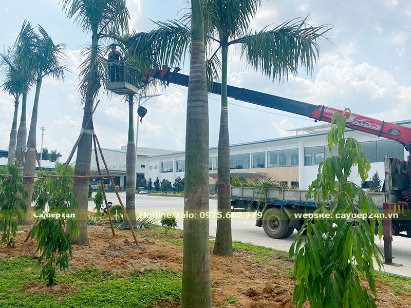 Cây Cau Vua được trồng và chống cọc cẩn thận trong vườn tiểu cảnh nhà máy