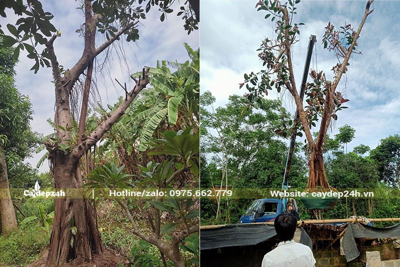 Bứng bầu cây Đa Búp Đỏ công trình và đưa ngay đến nơi trồng