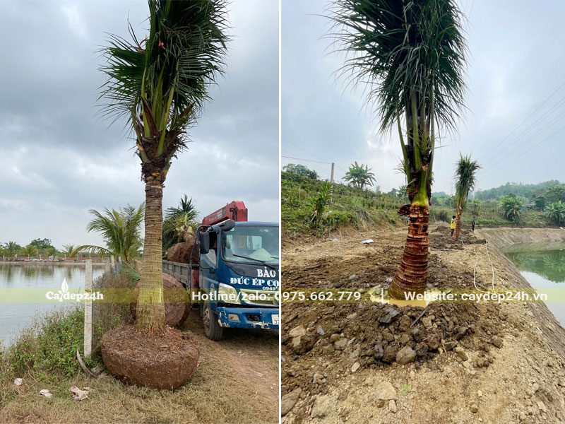 Công nhân đang thi công trồng cây Dừa