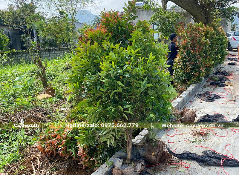 Cây Hồng Lộc công trình cao 1m đã chuyển đến từng hố trồng