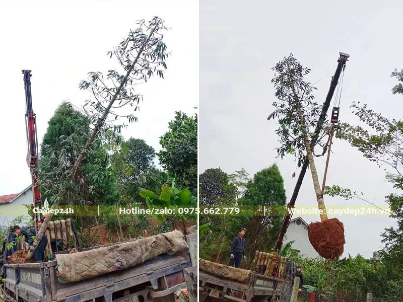Dùng cần cẩu để di chuyển cây Kim Giao từ xe xuống nơi trồng