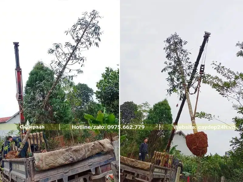 Dùng cần cẩu để di chuyển cây Kim Giao từ xe xuống nơi trồng