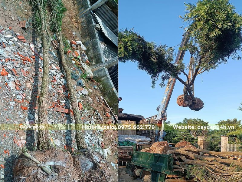 Liễu Đỏ trồng công trình, đường kính 8cm, đang được bó bầu cẩn thận