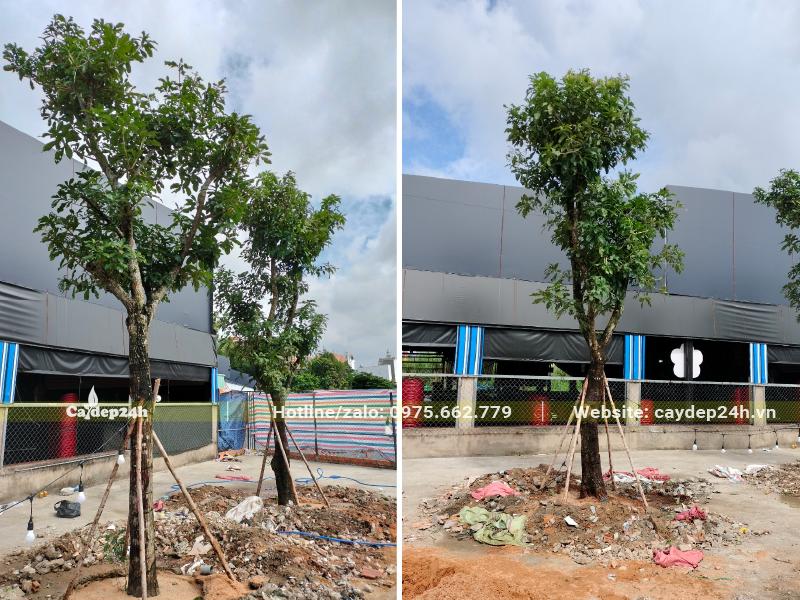 Những hàng cây Lộc Mưng mới trồng cho một nhà hàng bình dân tại Hà Nội