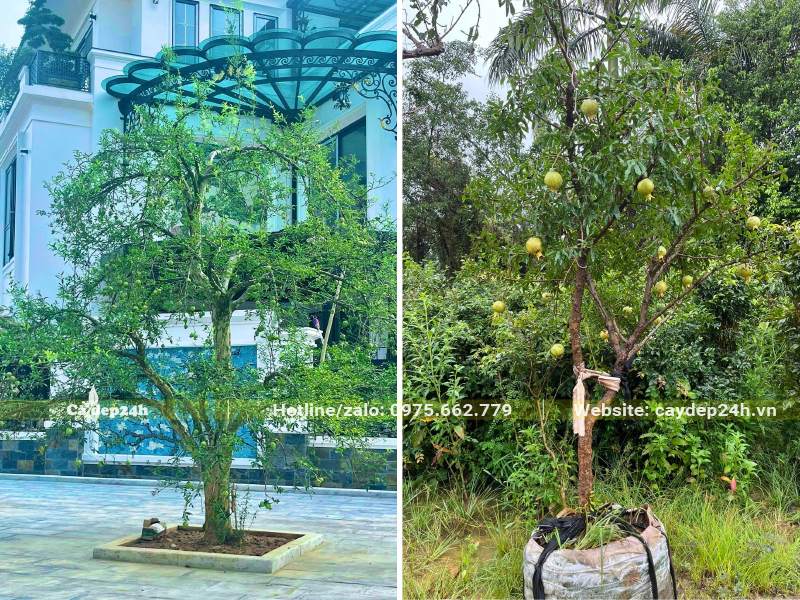 Trồng cây Lựu Ta cổ thụ trước khách sạn 5 sao