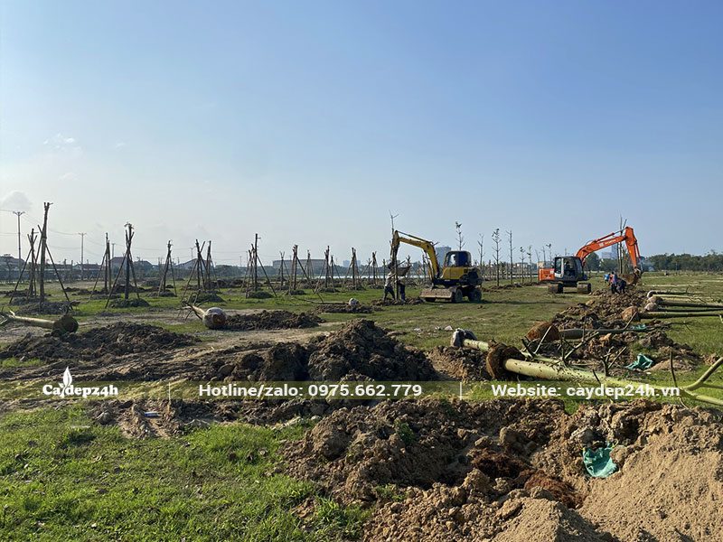 Đào hố và tiến hành trồng cây Mỹ Nhân số lượng lớn