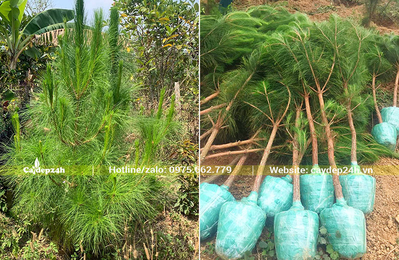 Thông Caribe bứng nóng, đk gốc 3 - 5cm