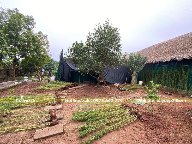 Cây Đẹp 24h đang thi công trồng cây Trúc Quân Tử tại Khu Sinh Thái Đan Phượng