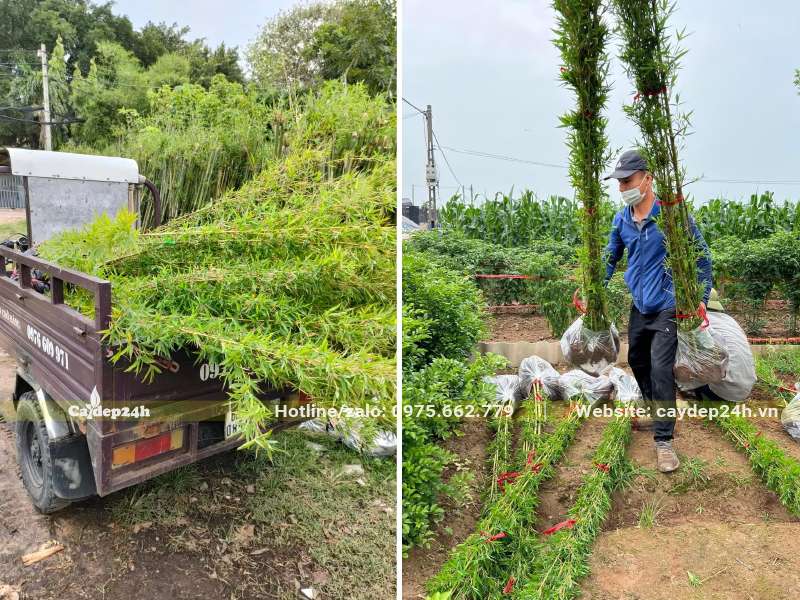 Công nhân đang thu hoạch và di chuyển những bó trúc ra xe