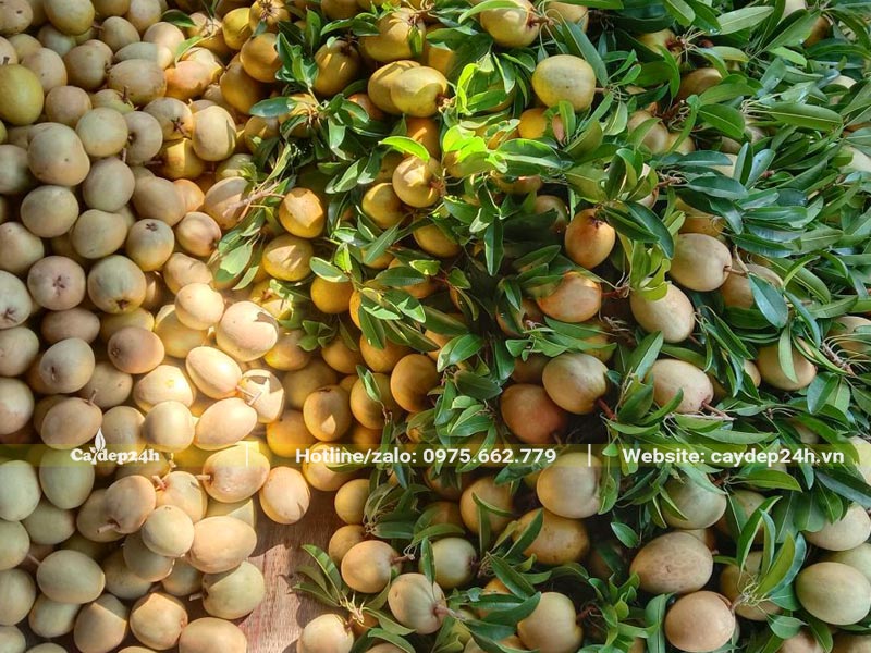 Cả nghìn quả Sapoche mới thu hoạch