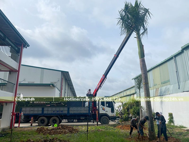 Dùng cần cầu đưa cây Cau Vua lóng cao 7m vào hố trồng