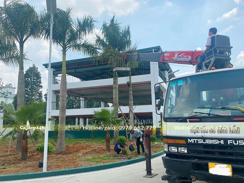 Sử dụng xe câu loại lớn để trồng cây Cau Vua công trình