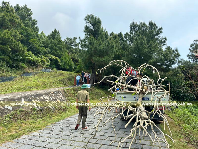 Xe đang chở cây Đại cổ thụ chiều cao khoảng 4m, đường kính gốc hơn 20cm vào vị trí trồng