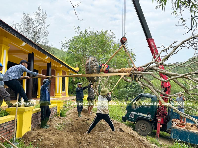 Công nhân đang phối hợp để đưa cây Đại cổ thụ vào hố trồng đã đào sẵn