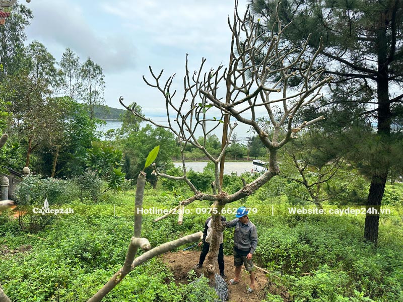 Công nhân đang điều chỉnh kích thước hố trồng, tháo vỏ bầu và đưa cây vào hố
