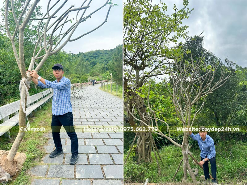 Cây Đẹp 24h mang đến công trình những cây Đại lâu năm, cao gần 4m, đk gốc 15cm