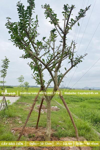 Dâm ủ cây Đào Tiên cao 4m, chống cọc đỡ cẩn thận