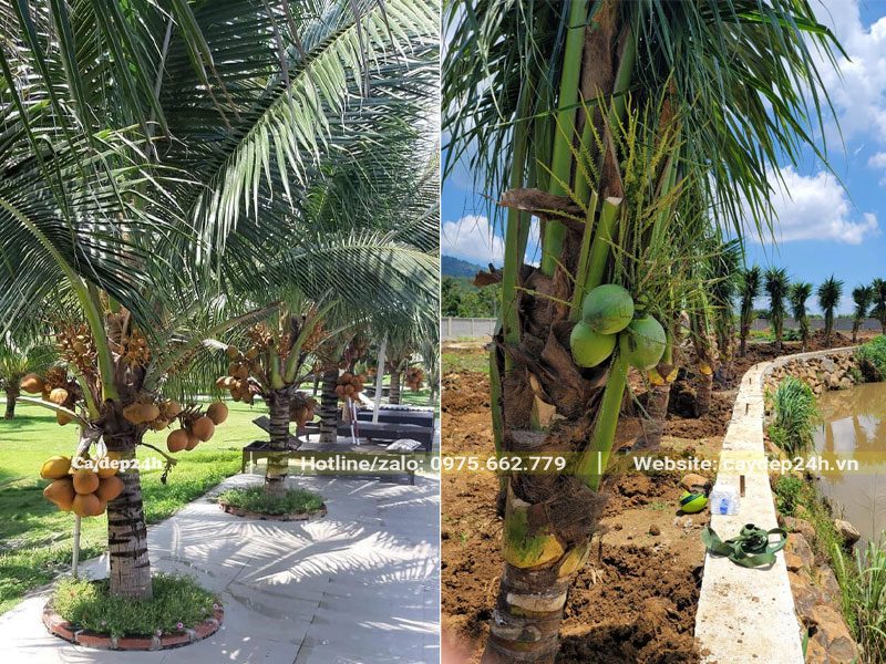 Những hàng Dừa Xiêm xanh và Xiêm lửa trang trí kiến tạo cảnh quan