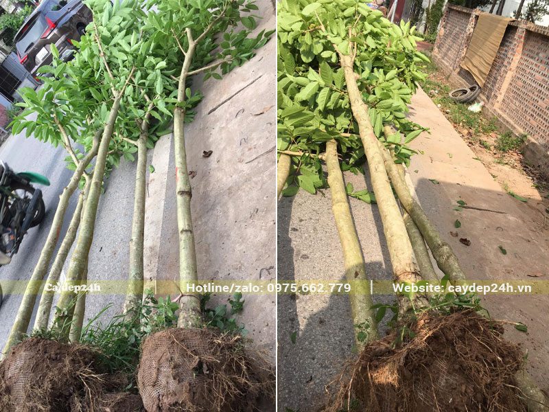 Tiến hành trồng cây Bằng Lăng công trình đk gốc 10cm