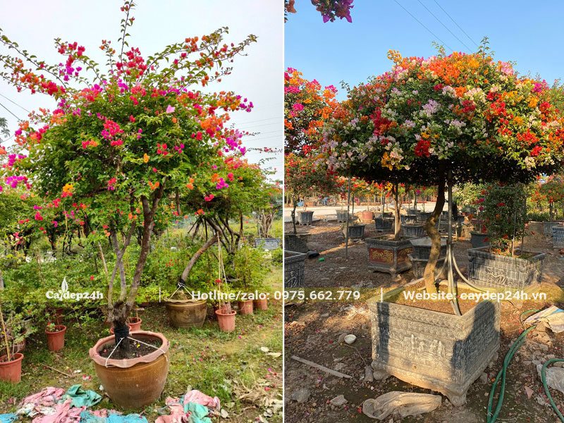 Những chậu hoa Giấy Ngũ sắc đẹp