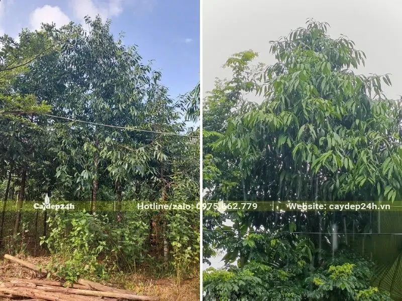 Vườn Kim Giao công trình trưởng thành, cao 3 - 4m, tán lá lớn