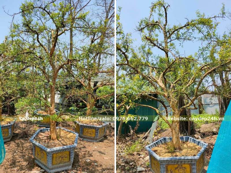 Bán cây Lựu trồng sẵn trong chậu cảnh