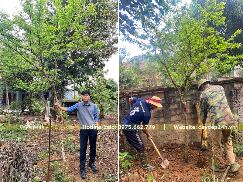 Bứng bầu cây Mận cao hơn 3m
