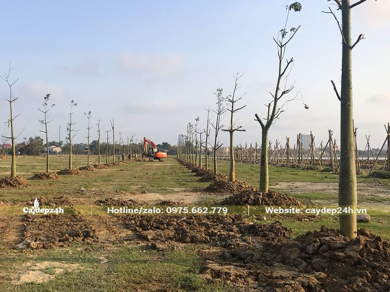 Trồng cây hoa Mỹ Nhân thành những hàng dài trong khu vực hồ điều hòa thành phố Hà Tĩnh