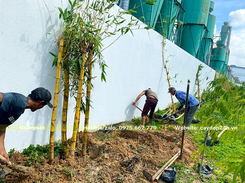 Công nhân đang trồng từng khóm cây tre vàng