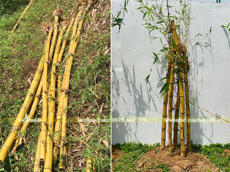 Trồng Tre Vàng thành khó từ 5 - 7 cây
