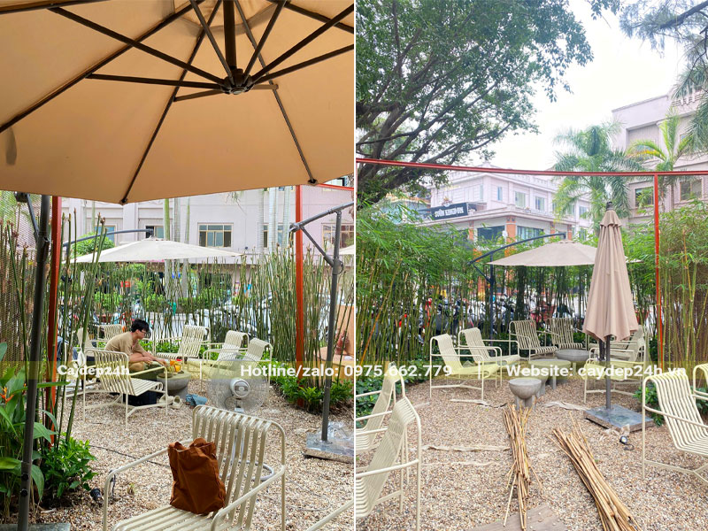 Thi công trồng cây Trúc Cần Câu cho quán cafe sân vườn