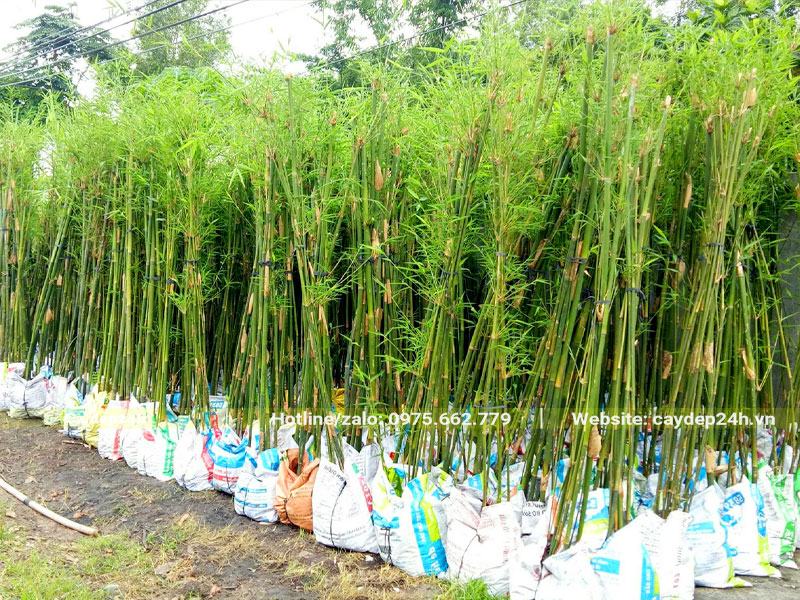 Những khóm cây Trúc Cần Câu đẹp cao 2m