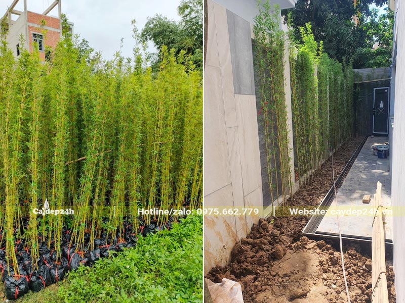 Trồng cây Trúc Quân Tử cao hơn 2m làm hàng rào trong sân vườn khu biệt thự tại Hòa Bình