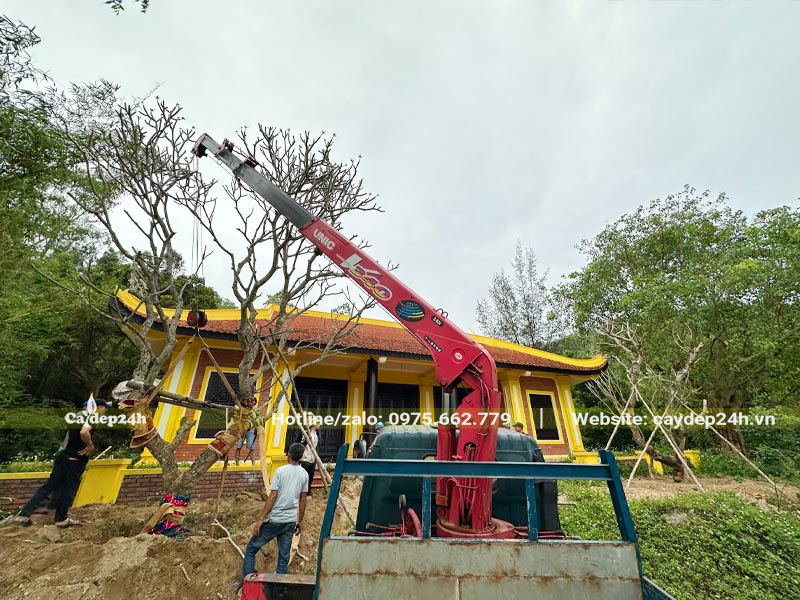 Cần cẩu đang đưa cây Đại cổ thụ và hố trồng trước nhà tưởng niệm khu mộ Đại Tướng Võ Nguyên Giáp