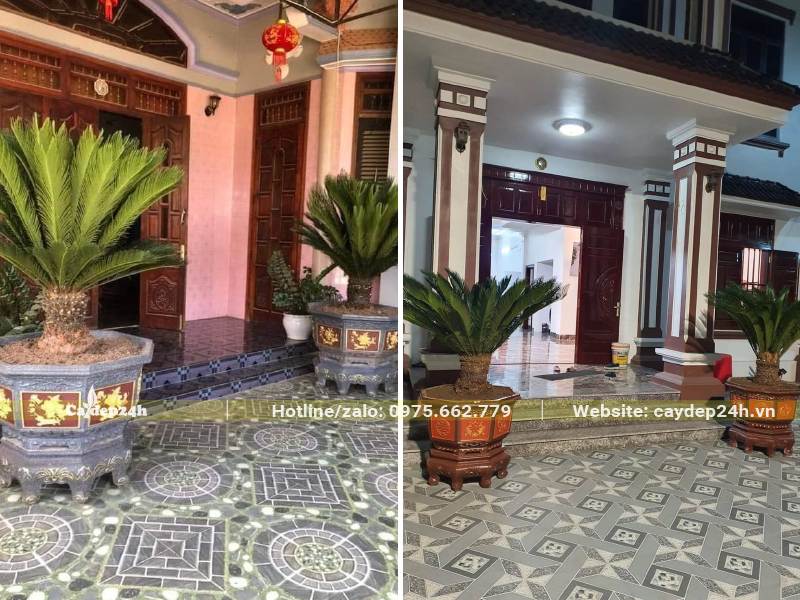 Vạn Tuế trồng chậu cảnh hình lục giác trang trí trước nhà
