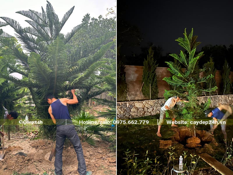 Trồng cây cảnh cho khuôn viên bao xung quanh khu biệt thự tại Hòa Bình