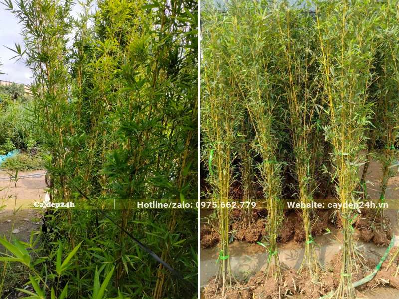 Hàng đánh thẳng, cây đều đã thành thục, phát triển tốt