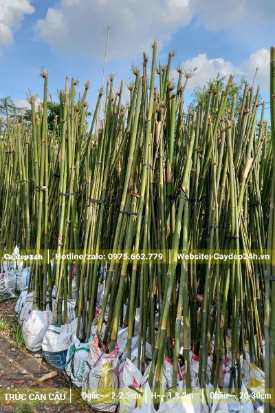 Hàng chục bịch cây Trúc Cần Câu mới dâm ủ, đã tỉa hết cành lá